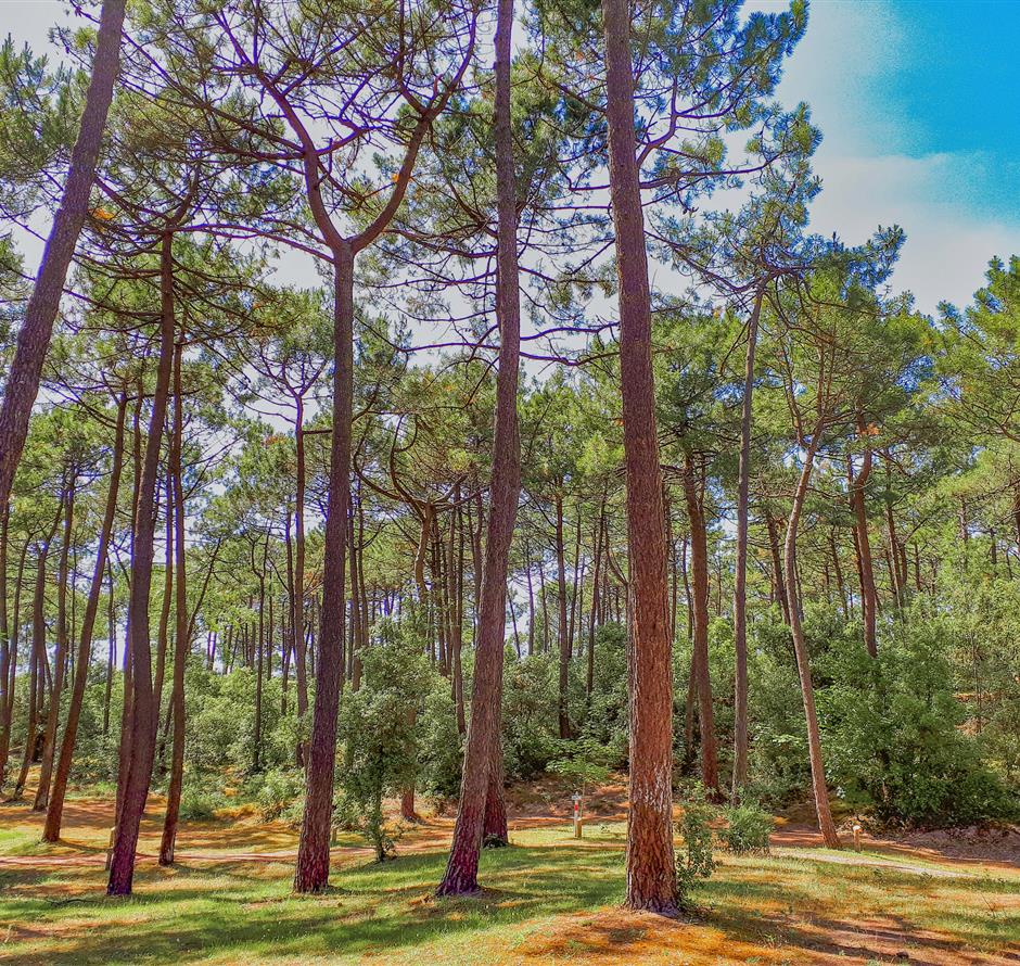 Wald des Pays de Saint-Jean-de-Monts in der Vendée in der Nähe des 3-Sterne-Campingplatzes Les Sirènes 