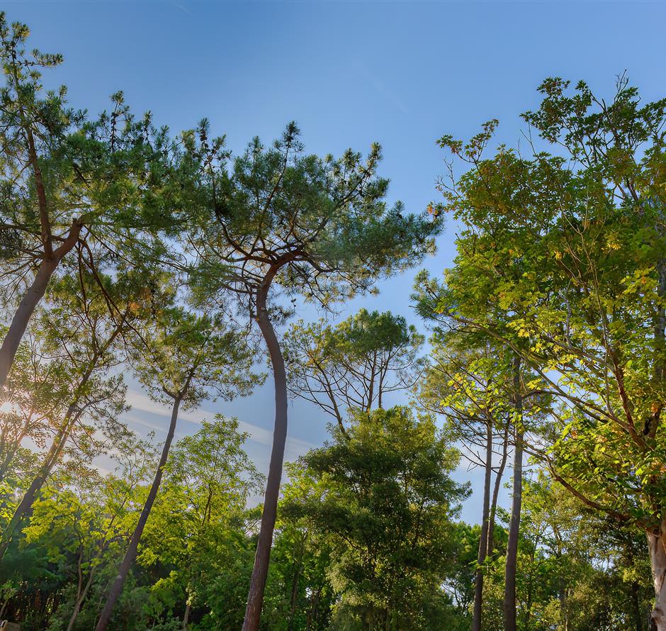 Wald des Pays de Saint-Jean-de-Monts in der Vendée in der Nähe des 3-Sterne-Campingplatzes Les Sirènes 