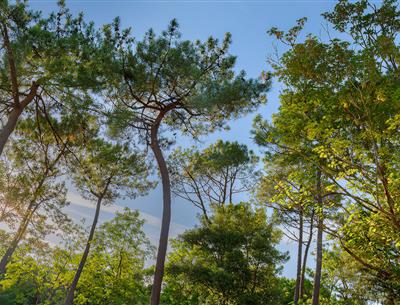 Wald des Pays de Saint-Jean-de-Monts in der Vendée in der Nähe des 3-Sterne-Campingplatzes Les Sirènes