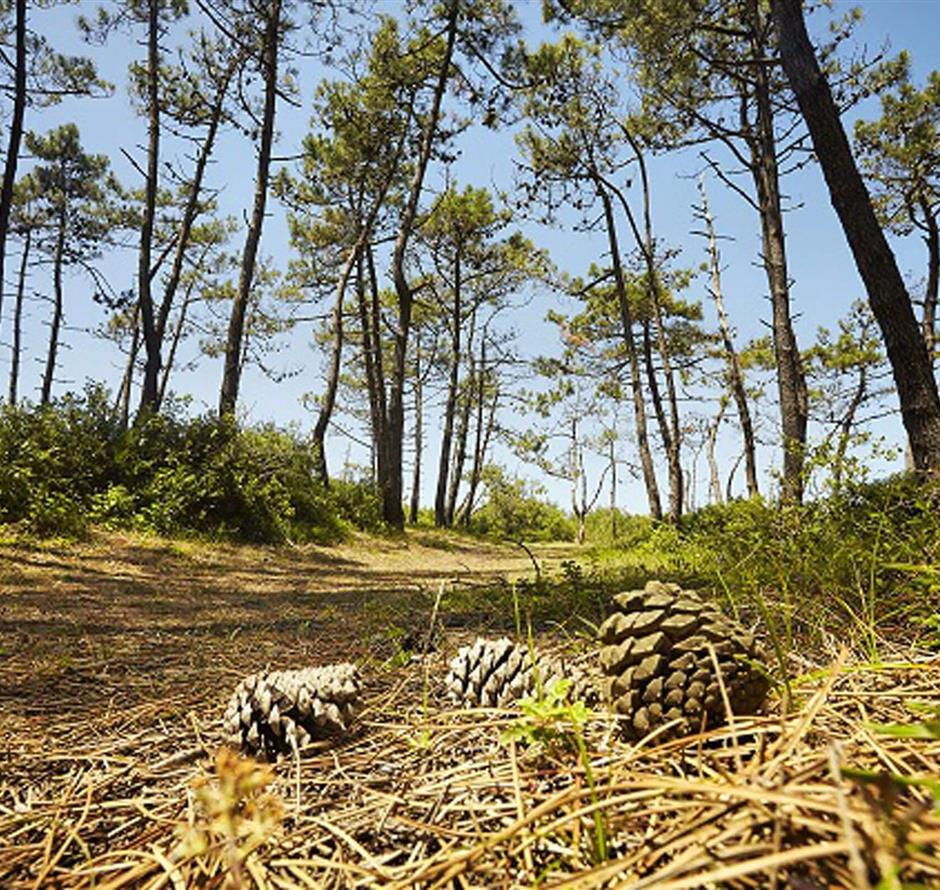 Saint-Jean-de-Monts, around the 3-star Les Sirènes campsite in Vendée 