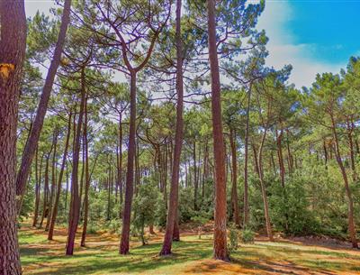 Wald des Pays de Saint-Jean-de-Monts in der Vendée in der Nähe des 3-Sterne-Campingplatzes Les Sirènes