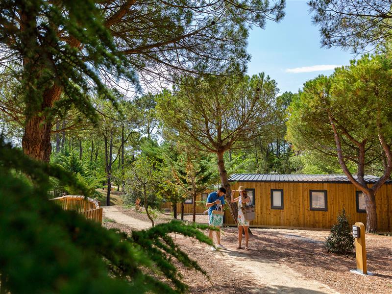 Natur und Pinienwälder auf dem 3-Sterne-Campingplatz Les Sirènes in Saint-Jean-de-Monts - CAMPING**** Les Sirènes