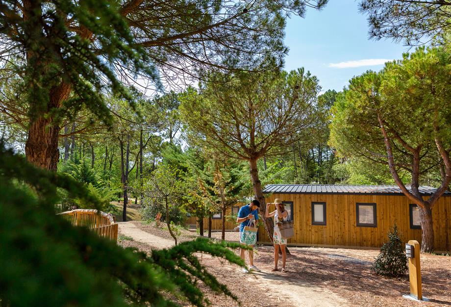 Natur und Pinienwälder auf dem 3-Sterne-Campingplatz Les Sirènes in Saint-Jean-de-Monts - CAMPING**** Les Sirènes