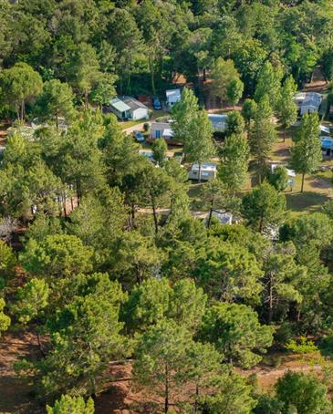 Natur und Pinienwälder auf dem 3-Sterne-Campingplatz Les Sirènes in Saint-Jean-de-Monts - CAMPING*** Les Sirènes