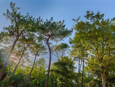 Wald des Pays de Saint-Jean-de-Monts in der Vendée in der Nähe des 3-Sterne-Campingplatzes Les Sirènes