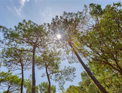Wald des Pays de Saint-Jean-de-Monts in der Vendée in der Nähe des 3-Sterne-Campingplatzes Les Sirènes