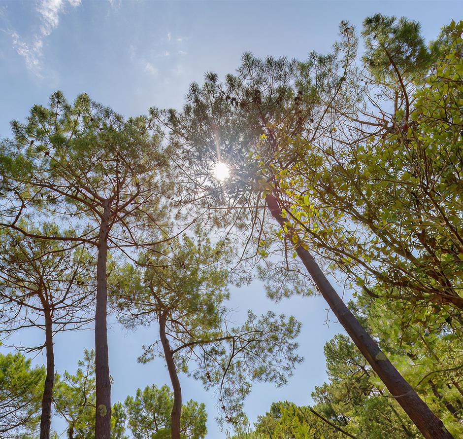Wald des Pays de Saint-Jean-de-Monts in der Vendée in der Nähe des 3-Sterne-Campingplatzes Les Sirènes 
