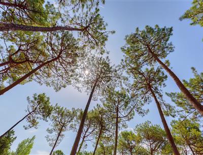 Wald des Pays de Saint-Jean-de-Monts in der Vendée in der Nähe des 3-Sterne-Campingplatzes Les Sirènes