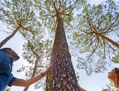 Wald des Pays de Saint-Jean-de-Monts in der Vendée in der Nähe des 3-Sterne-Campingplatzes Les Sirènes