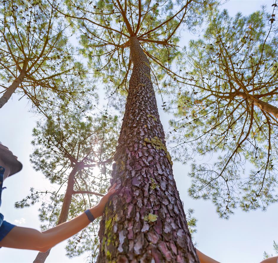 Wald des Pays de Saint-Jean-de-Monts in der Vendée in der Nähe des 3-Sterne-Campingplatzes Les Sirènes 
