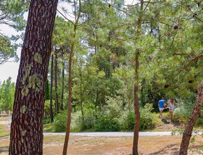 Wald des Pays de Saint-Jean-de-Monts in der Vendée in der Nähe des 3-Sterne-Campingplatzes Les Sirènes