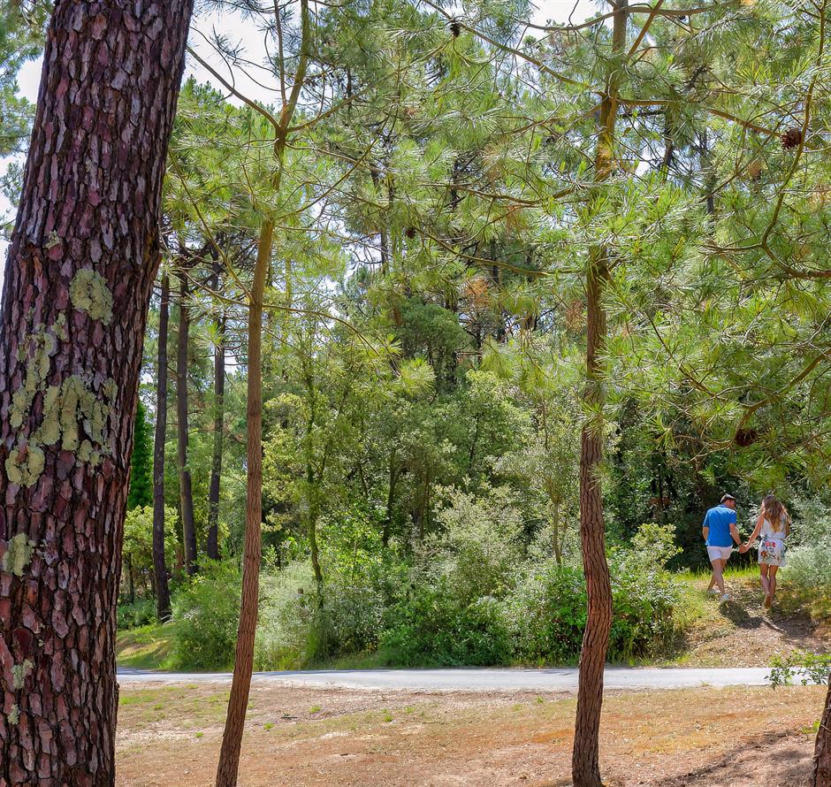 Wald des Pays de Saint-Jean-de-Monts in der Vendée in der Nähe des 3-Sterne-Campingplatzes Les Sirènes 