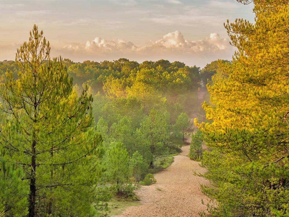 Wald des Pays de Saint-Jean-de-Monts in der Vendée in der Nähe des 3-Sterne-Campingplatzes Les Sirènes - CAMPING**** Les Sirènes