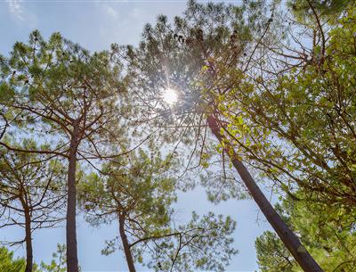 Wald des Pays de Saint-Jean-de-Monts in der Vendée in der Nähe des 3-Sterne-Campingplatzes Les Sirènes