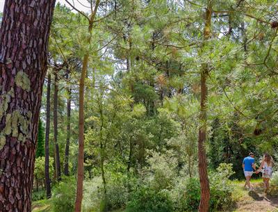 Wald des Pays de Saint-Jean-de-Monts in der Vendée in der Nähe des 3-Sterne-Campingplatzes Les Sirènes